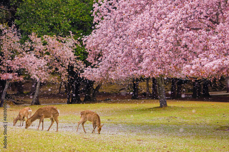 Nara